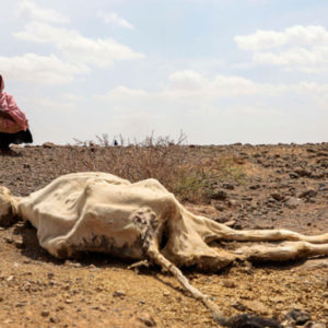 UN: 13 million face hunger in Horn of Africa as drought worsens