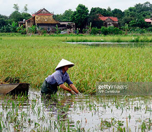 Vietnam’s Water Crisis Threatens Food Security