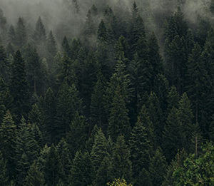 Clearing alien trees can help reduce climate change impact on Cape Town’s water supply