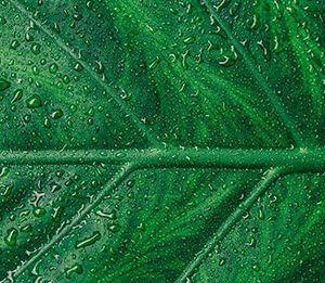 The water sector as a key player in the green hydrogen market