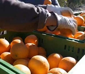 Water scarcity: Spain’s new drought measures threaten mass job losses