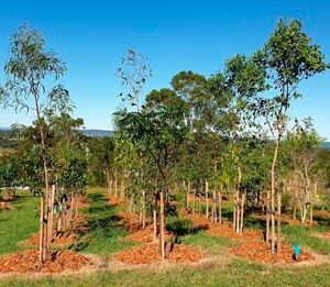 Water recycling could be key to cooling Sydney’s west